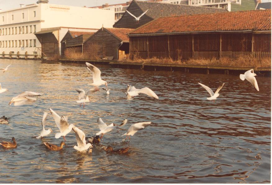 Birds in Amsterdam