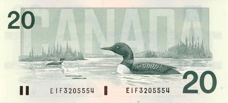 Great Nothern Diver - Common Loon